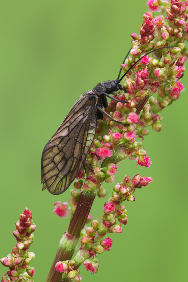 Alder Fly 1